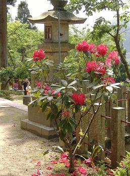 �V���N�i�Q