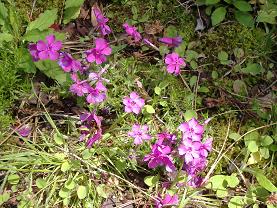 �T�N���\�E