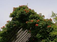 �m�E�[���J�d��