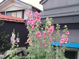 �^�`�A�I�C