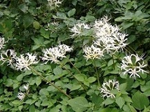 ���R���X���F