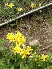 ���R���X���F