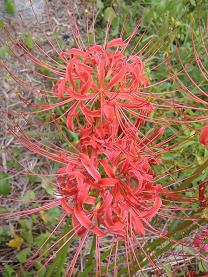 �q�K���o�i