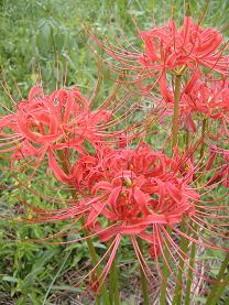 �q�K���o�i