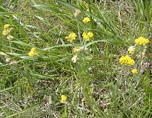 �n�n�R�O�T