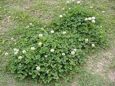 �V���c���N�T