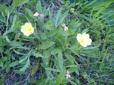 コマツヨイグサ