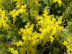 ���L�V�R�}���l���O�T