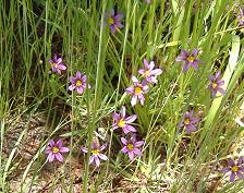 �j���[�L�V���E