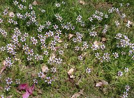 ニワゼキショウ