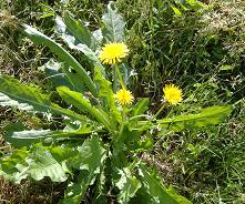 �Z�C���E�^���|�|