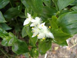 �g�L���c���N�T