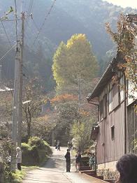 弘誓寺 宇土観音 大銀杏