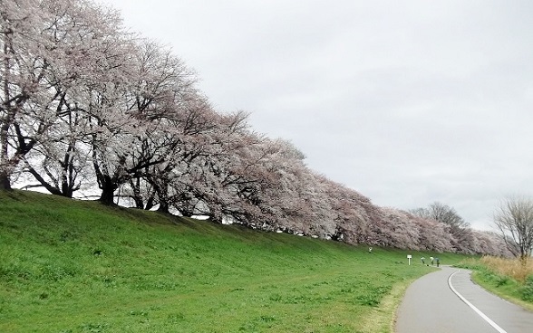 八幡背割堤桜