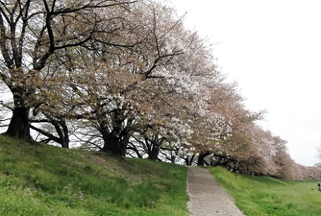 八幡市・背割桜