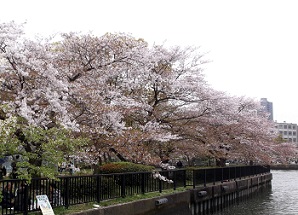 毛馬桜之宮公園