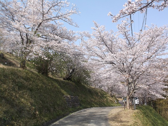和歌山城お花見