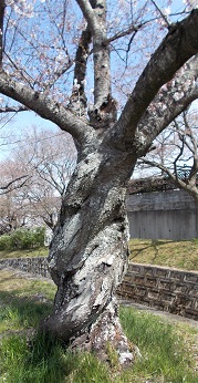 交野市星田妙見 妙見河原お花見