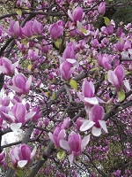 関西単身けん十三公園花見