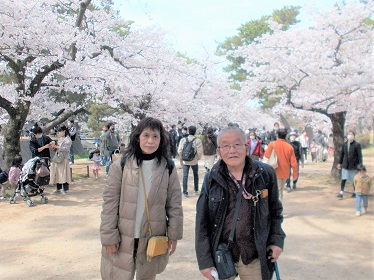 関西単身けん夙川公園花見