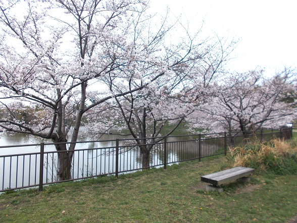 鶴見緑地お花見