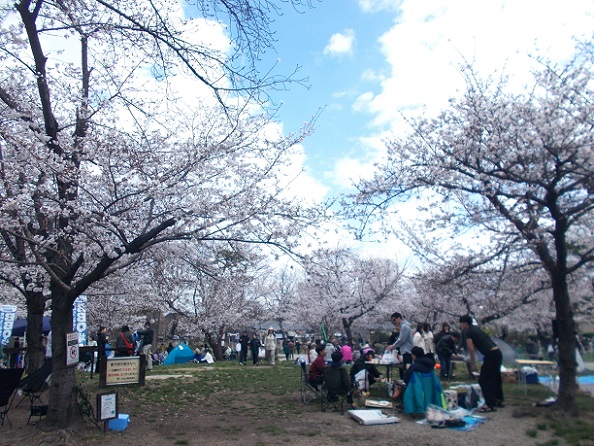 単身けんお花見・住吉公園